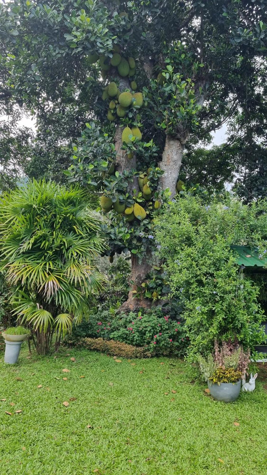 Sithara Estate Bungalow Ella Ngoại thất bức ảnh
